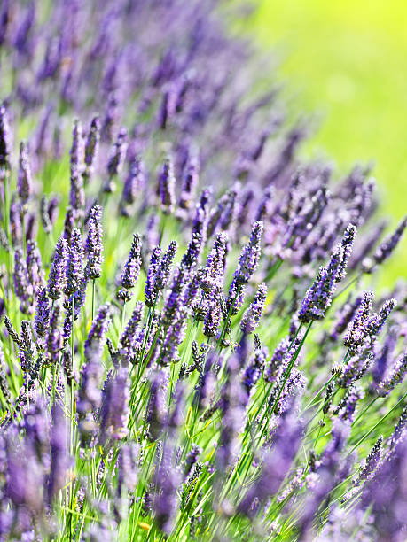 istock Lavender field Close-up 587213660