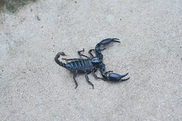 istock Asian black scorpion concrete floor background 587214388