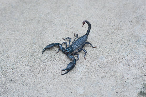 istock Asian black scorpion concrete floor background 587214578