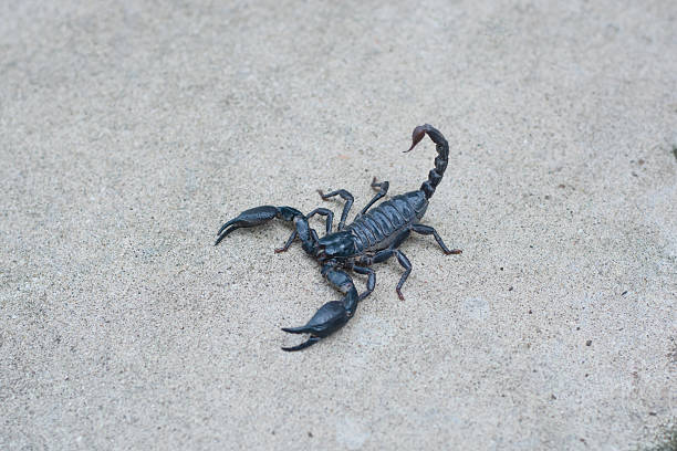istock Asian black scorpion concrete floor background 587214690