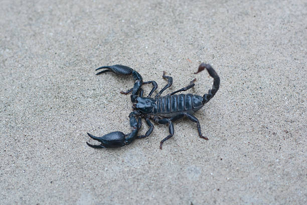 istock Asian black scorpion concrete floor background 587214852