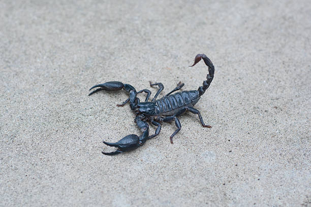 istock Asian black scorpion concrete floor background 587215000