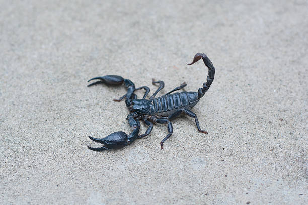 istock Asian black scorpion concrete floor background 587215104