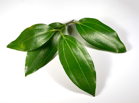 Cinnamon, Sri Lanka, Plant, Leaves