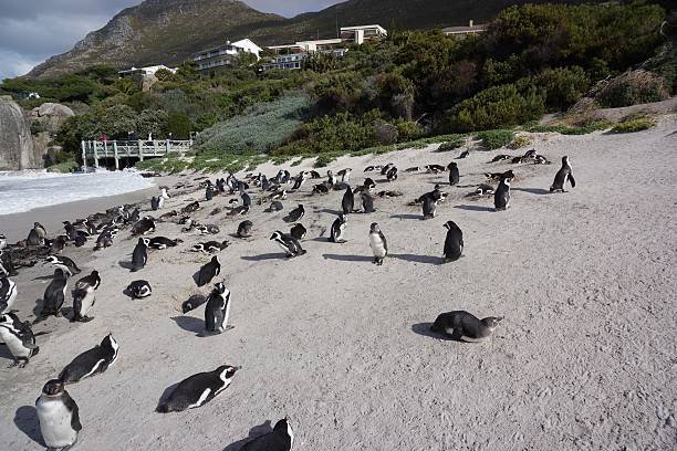 istock Penguins at Boulders Beach 587215460