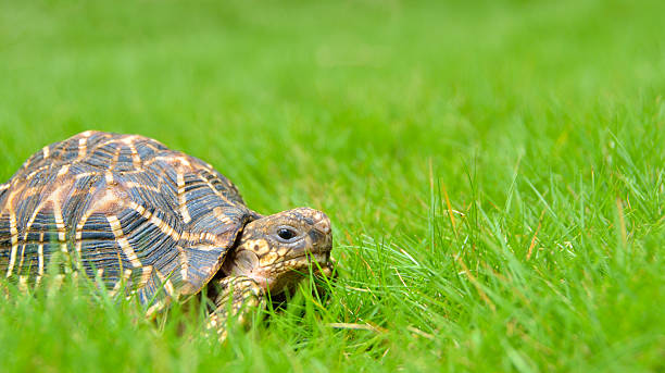 istock Pet Indian star tortoise roaming on a home lawn 587215462