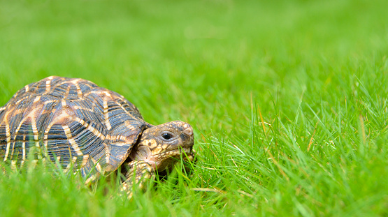 Pet Indian star tortoise roaming on a home lawn