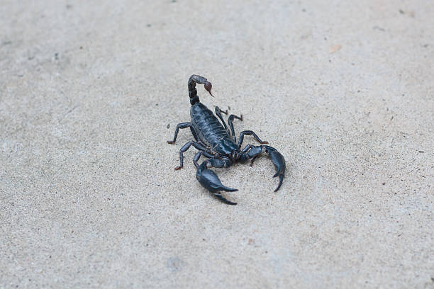 istock Asian black scorpion concrete floor background 587215542