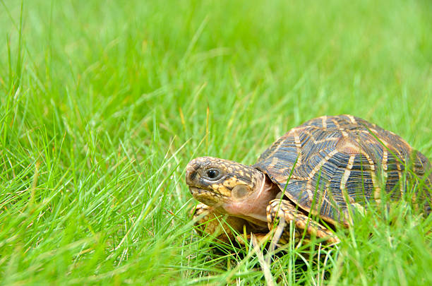 Pet Indian star tortoise roaming on a home lawn Pet Indian star tortoise roaming on a home lawn geochelone elegans stock pictures, royalty-free photos & images