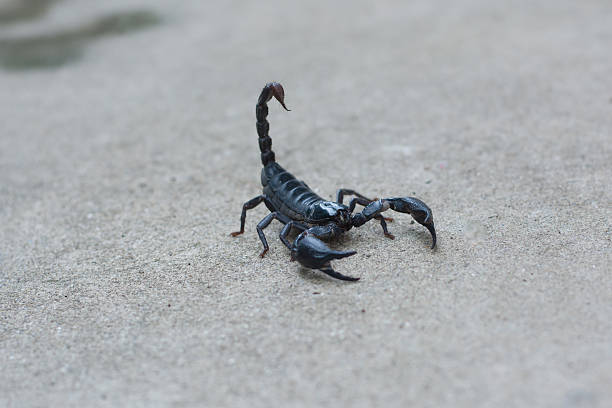istock Asian black scorpion concrete floor background 587215694