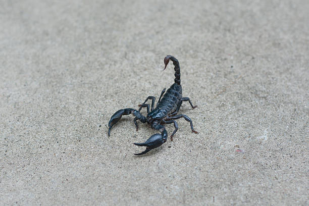 istock Asian black scorpion concrete floor background 587216094