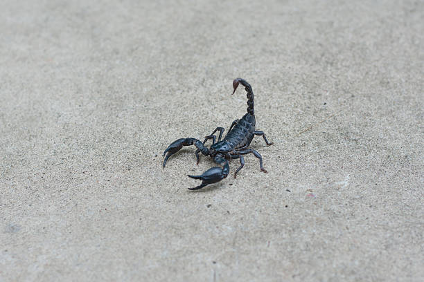 istock Asian black scorpion concrete floor background 587216376