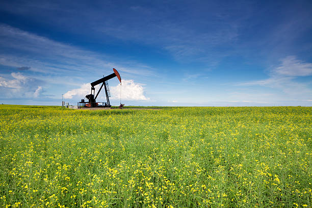 Prairie Oil Canola Field Saskatchewan