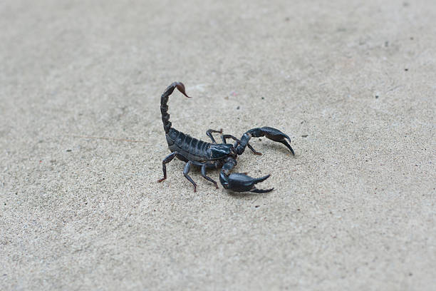 istock Asian black scorpion concrete floor background 587216770