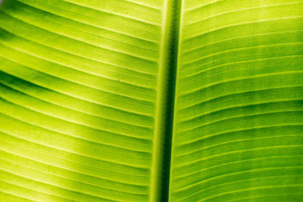 Close-up of Green banana leaf background abstract