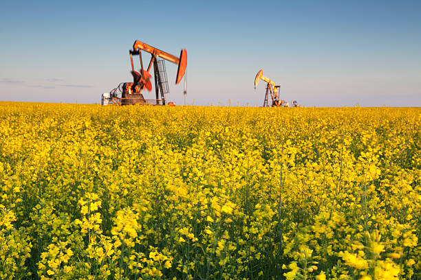istock Prairie Oil Canola Field Saskatchewan 587217656