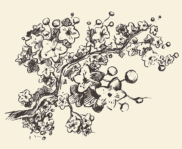 эскиз ветви сакура цветы вектор иллюстрации. - etching beautiful entertainment industry stock illustrations