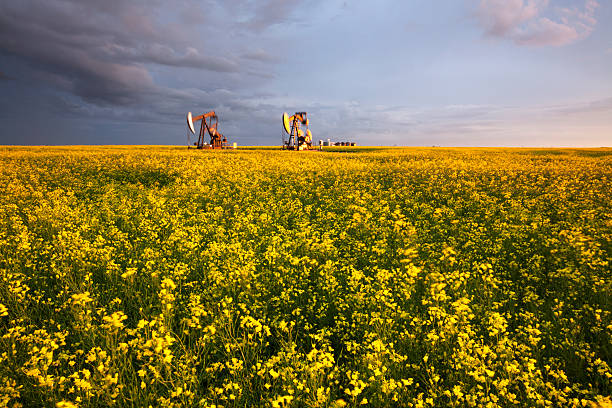 istock Prairie Oil Canola Field Saskatchewan 587219398