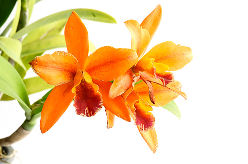 isolate of orange orchids