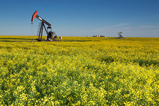 istock Prairie Oil Canola Field Saskatchewan 587220174