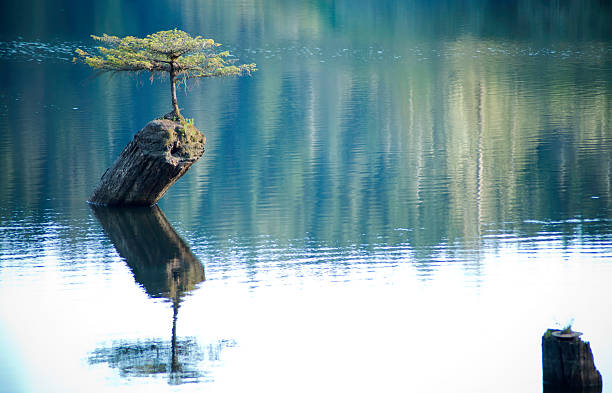 istock Reflection with Fir bonsai tree in Fairy Lake 2 587221492