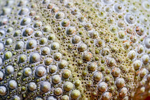 istock Green sea urchin with details as a background 587221870
