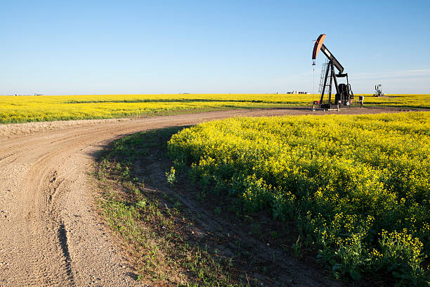 campo de canola de óleo da pradaria saskatchewan - saskatchewan country road road prairie - fotografias e filmes do acervo