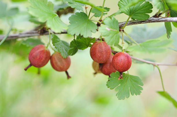 À maturité gooseberries - Photo