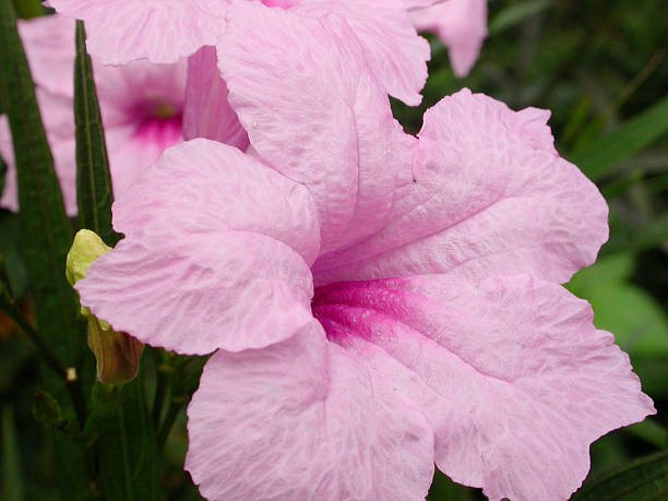 istock Pink flower garden 587223256