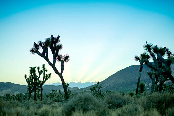 istock Sunrise in Joshua tree NP 1. CA 587224642