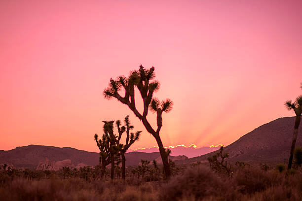 istock Beautiful color at Sunrise, Joshua tree NP. CA 587224676