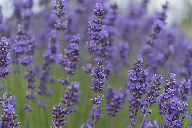 istock Purple Haze with Munstead, Duncan Canada 587226276