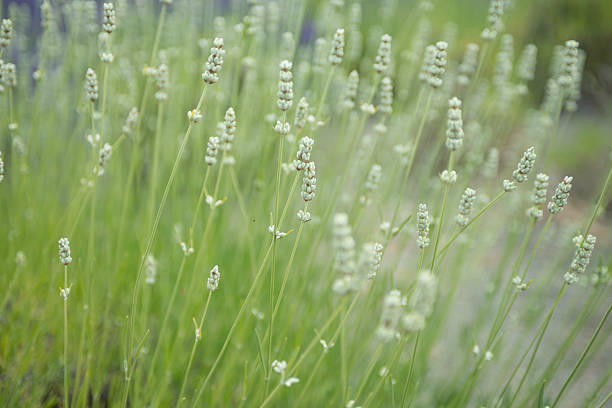 istock White spike Lavender in Damali Farm 587226826