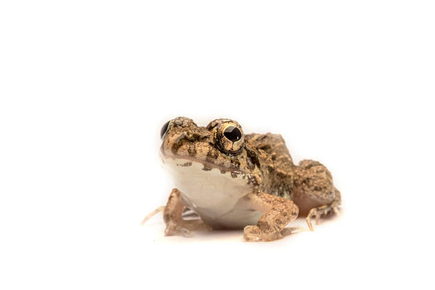 istock Frogs white background, Close-up, macro photos 587227786