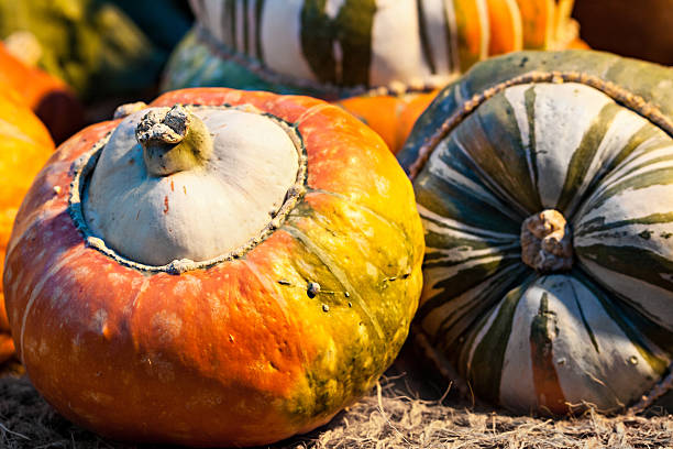 istock Autumn colorful pumpkins. 587227874