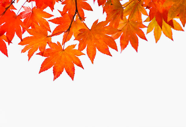 \nAutumn Orange Leaves on White\n[url=/file_search.php?action=file&lightboxID=3422965]Related collections[/url] \n[url=/file_search.php?action=file&lightboxID=3422965][img]/file_thumbview_approve.php?size=1&id=44629966[/img][/url]\n[url=/file_search.php?action=file&lightboxID=3422965][img]/file_thumbview_approve.php?size=1&id=45021168[/img][/url]\n[url=/file_search.php?action=file&lightboxID=3422965][img]/file_thumbview_approve.php?size=1&id=45307730[/img][/url]\n[url=/file_search.php?action=file&lightboxID=3422965][img]/file_thumbview_approve.php?size=1&id=17161981[/img][/url]\n[url=/file_search.php?action=file&lightboxID=3422965][img]/file_thumbview_approve.php?size=1&id=46246212[/img][/url]\n[url=/file_search.php?action=file&lightboxID=3422965][img]/file_thumbview_approve.php?size=1&id=10167057[/img][/url]\n[url=/file_search.php?action=file&lightboxID=3422965][img]/file_thumbview_approve.php?size=1&id=6862037[/img][/url]\n