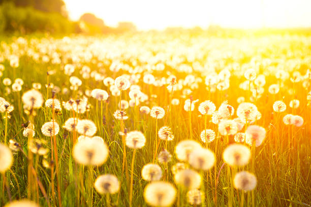 Meadow Of Dandelions to Make Dandelion Wine. Sunset or Sunrise