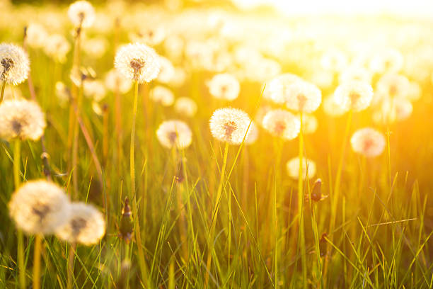 istock Green summer meadow with dandelions at sunset. Nature background 587228104