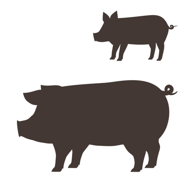 Silhouette pig on white background. Big and little pig on white background. pig silhouettes stock illustrations