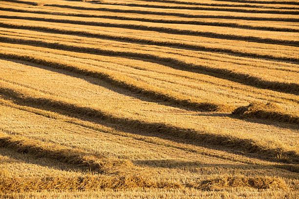 istock harvested field with straw lines 587229154