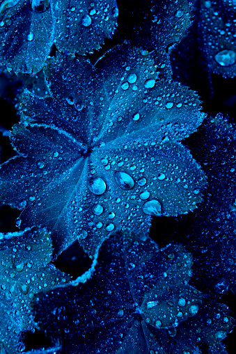 Water drops on navy blue leaves.