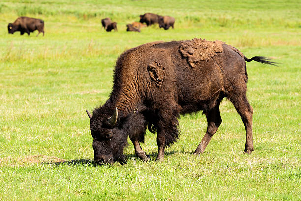 istock American bison(Bison bison) simply buffalo 587230268