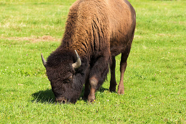 istock American bison(Bison bison) simply buffalo 587230450