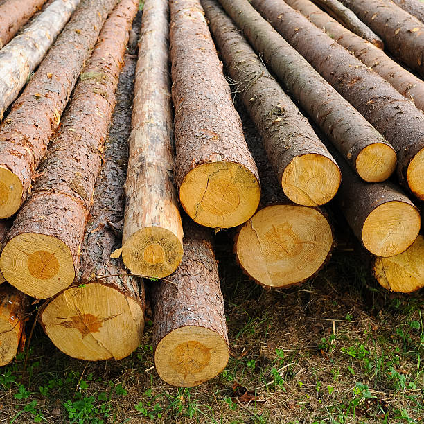 istock pile of wood 587230934
