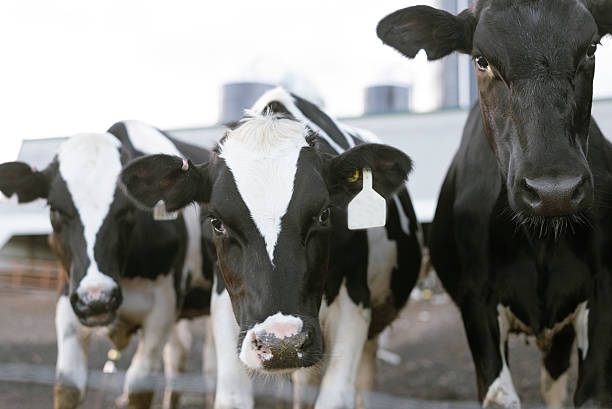 istock curious cows on farm land close up 587504774