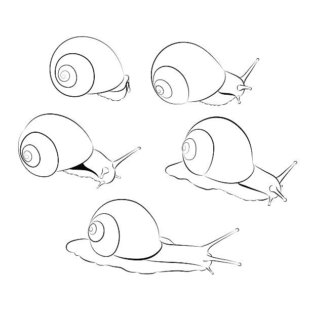 ilustrações de stock, clip art, desenhos animados e ícones de vector snail set. black and white shape - snail macro isolated backgrounds