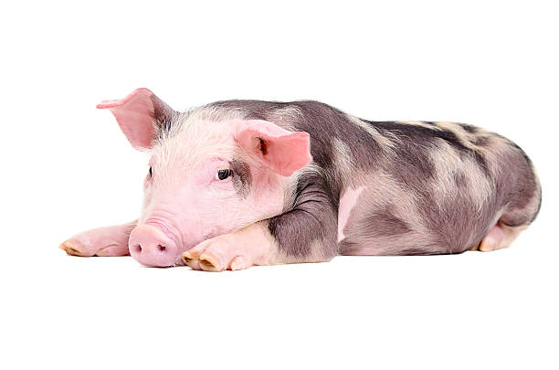 istock Cute little piglet lying on the floor 587508124