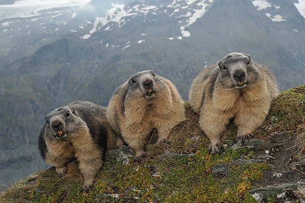 Alpine marmot Alpine marmot alpine marmot (marmota marmota) stock pictures, royalty-free photos & images