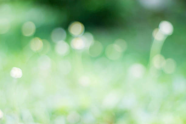 istock blurry beautiful grass flower background 587509944