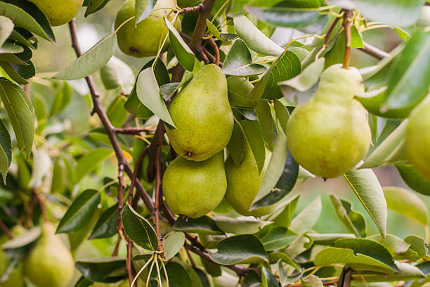 istock Branch with green pears on a tree in summer 587510836